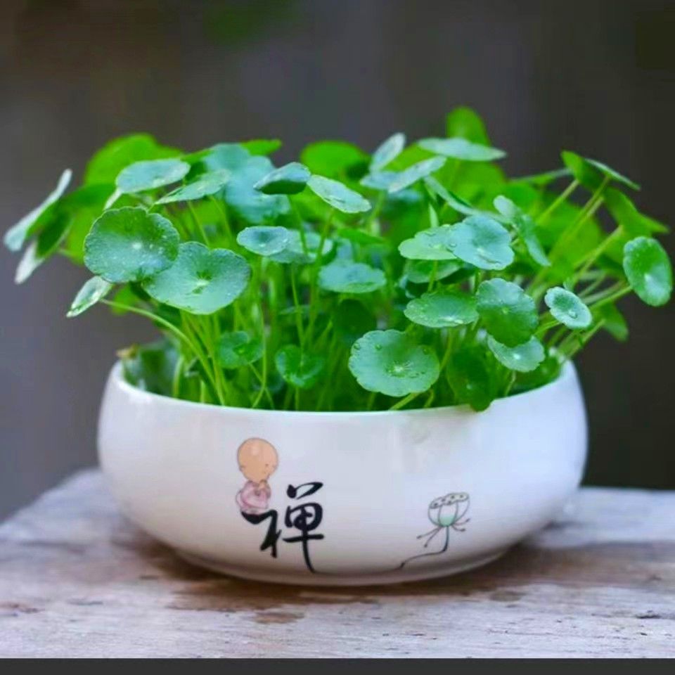 铜钱草种子水培办公室盆栽花卉绿植金钱草绿孔雀四季