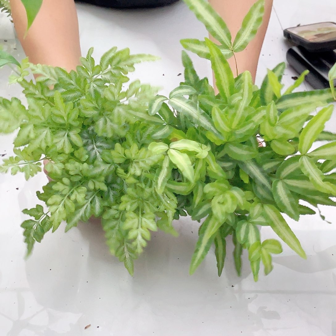 无花朵量拍 夏雪➕阿波银线蕨