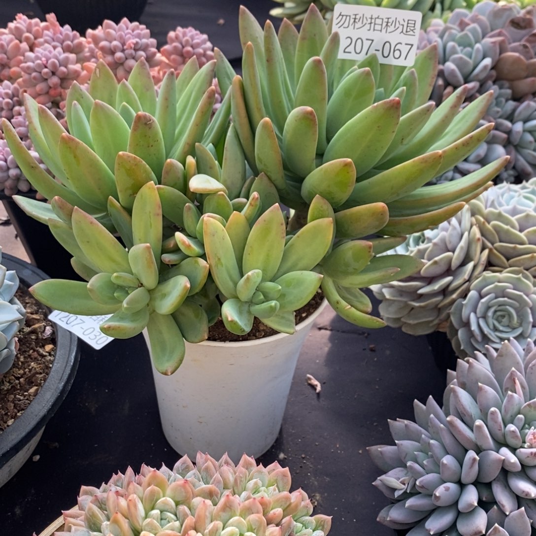 两单包邮1207-67海洋之歌