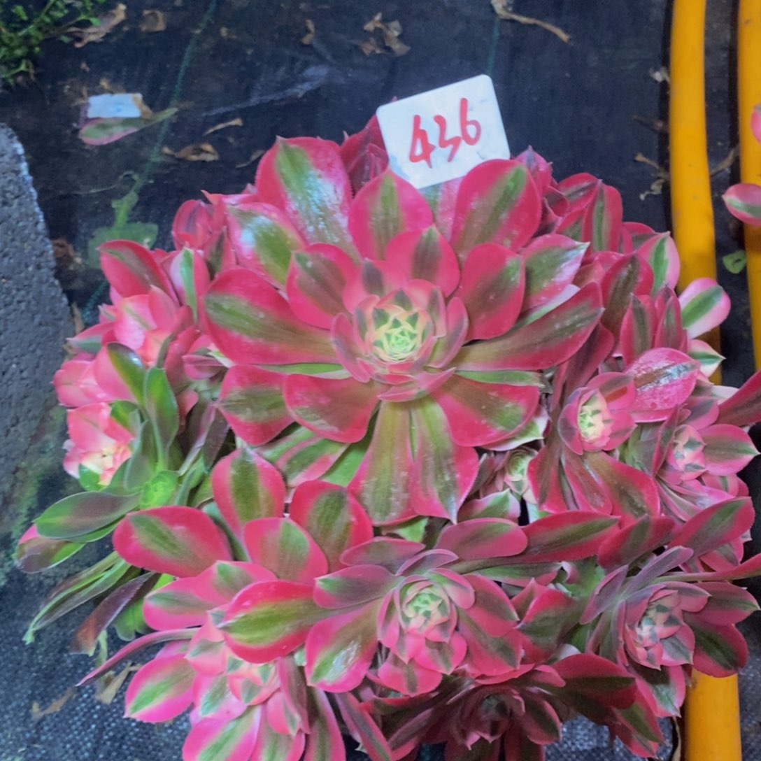 436号粉女巫法师多肉