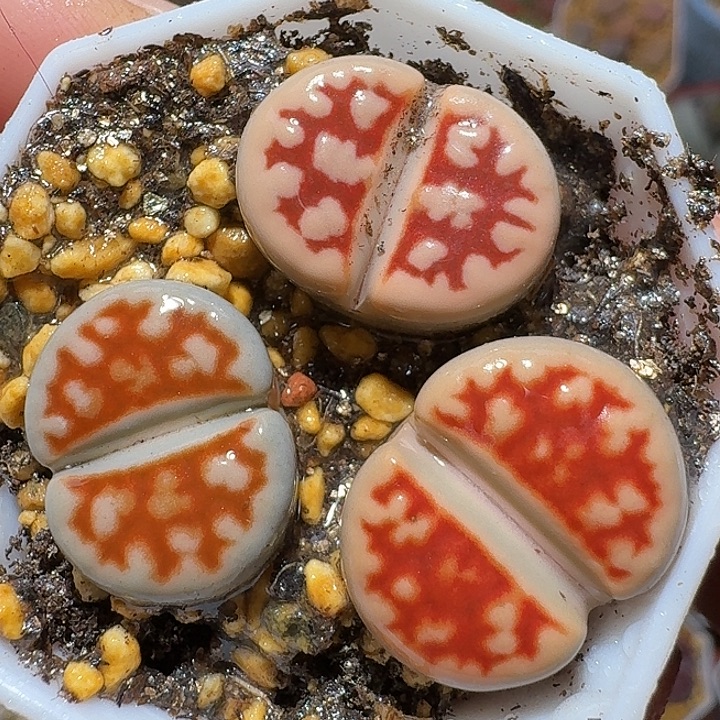 生石花112222。   369