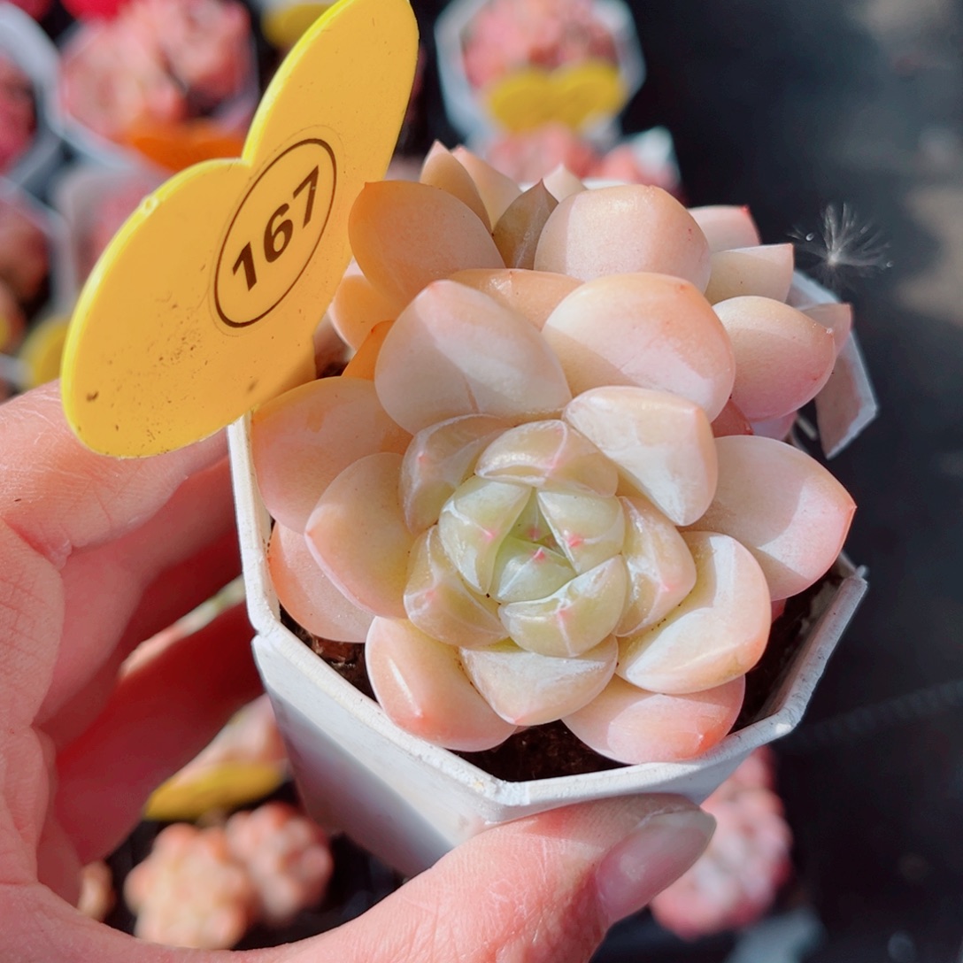 可***泡167号小老桩糖心双头