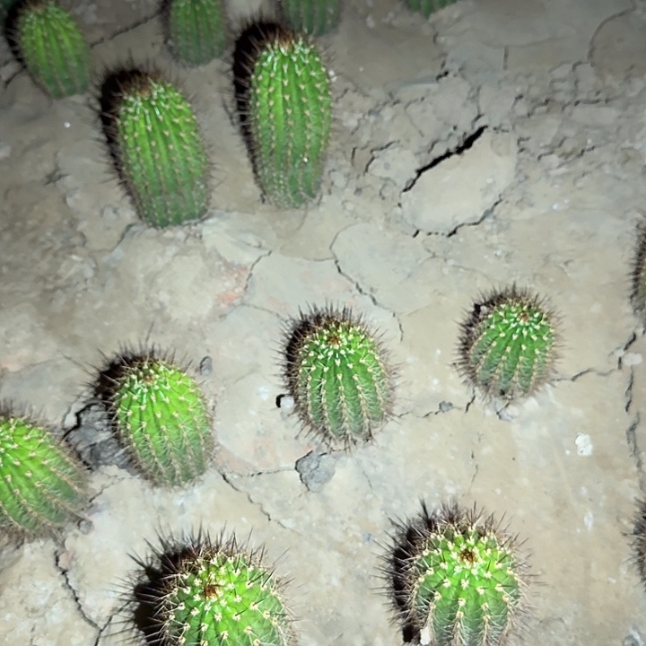 法一根高12公分毛花柱