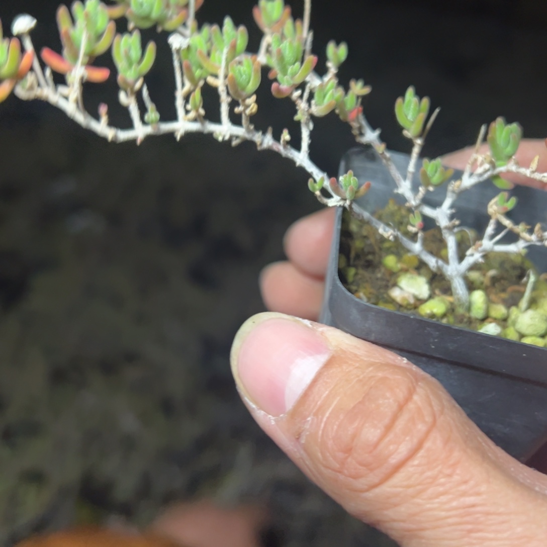 紫晶55杯老桩福利