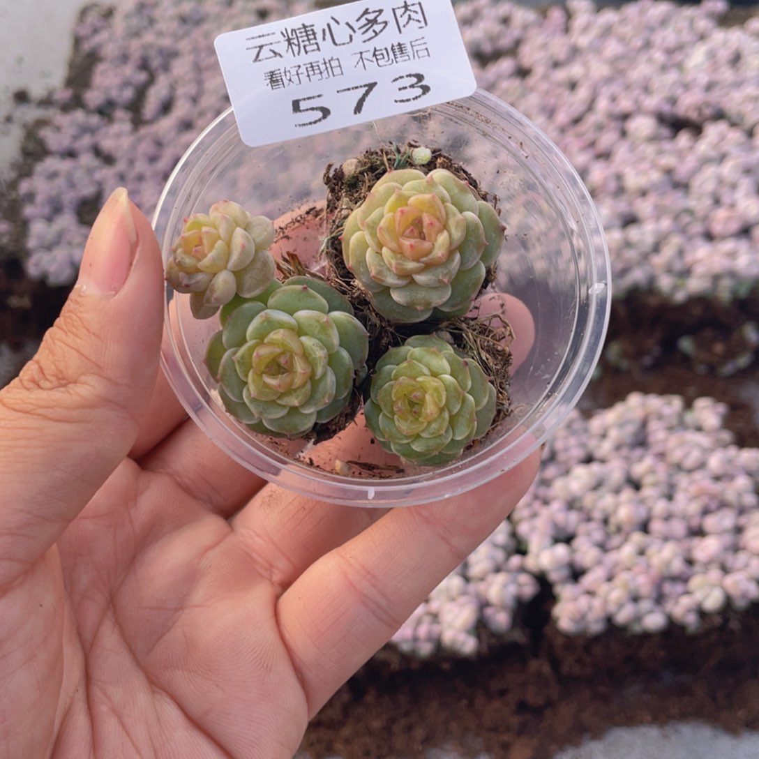 云糖心多肉植物573