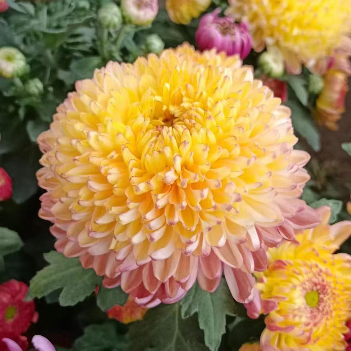 【花苞发货】[金玉满堂]九月菊花苗大型花好养护简单耐寒耐旱