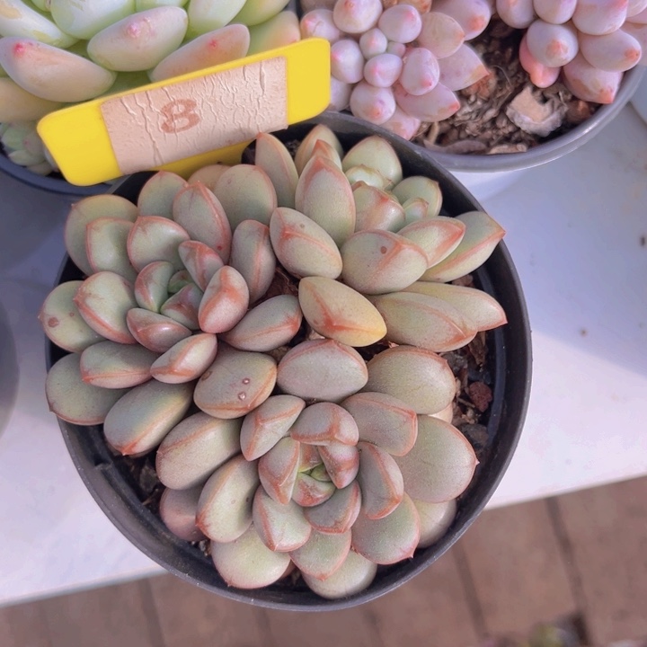 健健康康平平安安