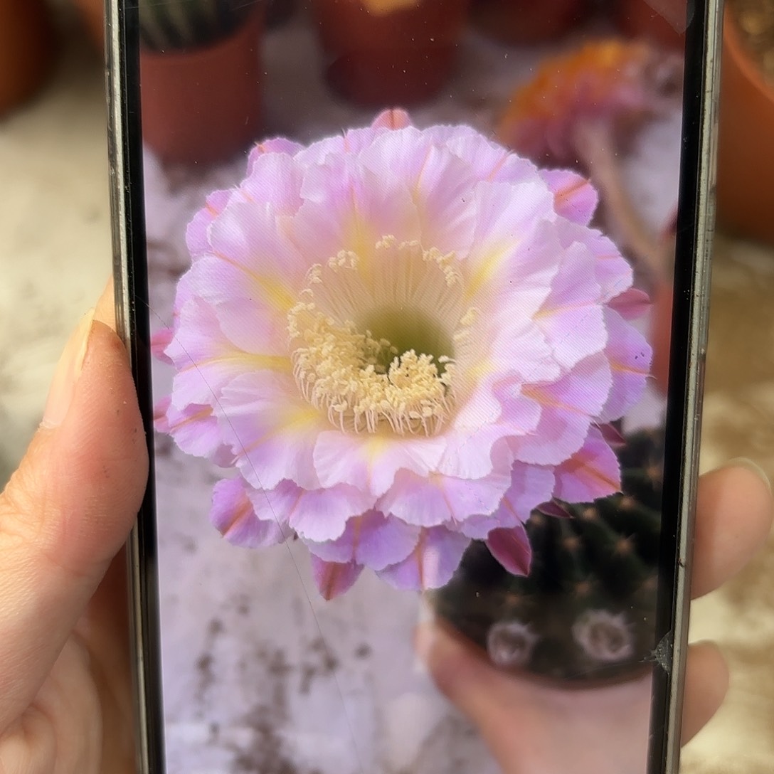 彩草紫霞仙子7公分侧牙有瑕