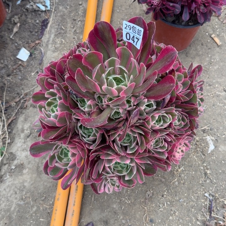妖月……多肉植物的