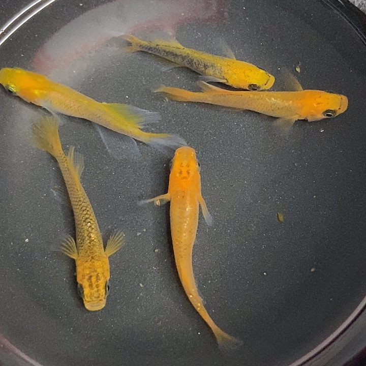 海水鱼墨子的鱼14号龙章