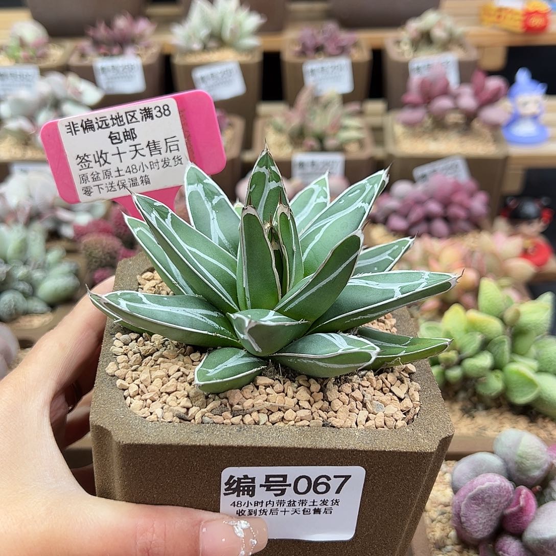 067龙舌兰多肉植物