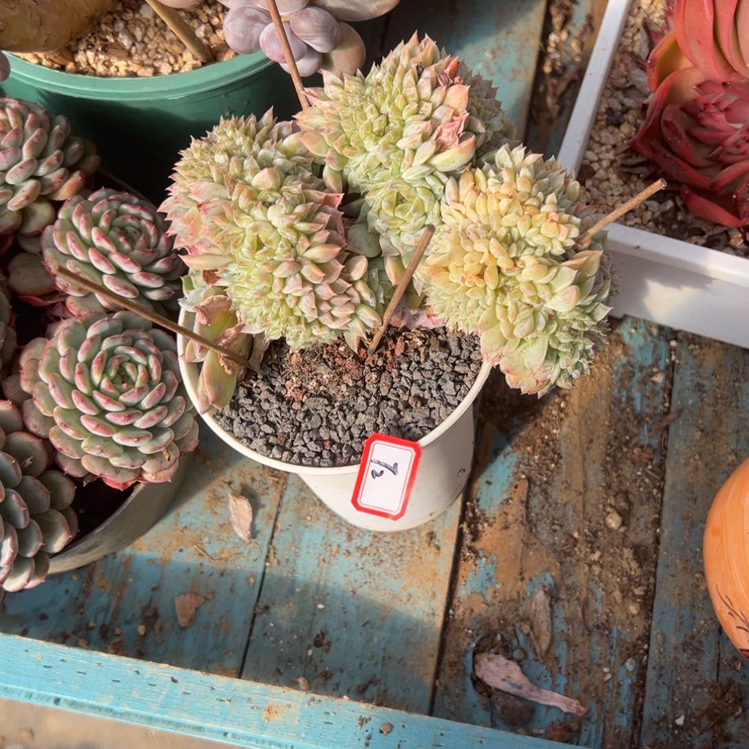 A***粒精品多肉植物老桩