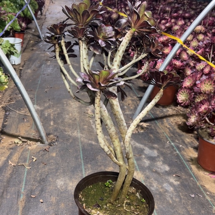 33圆叶多肉多肉多肉多肉