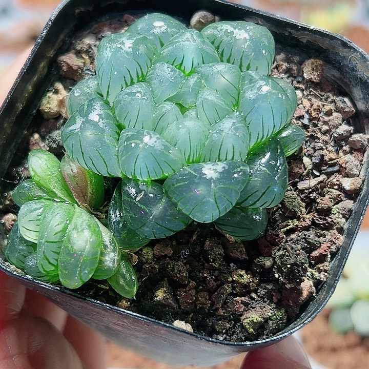 十二卷多肉翠冰玉露