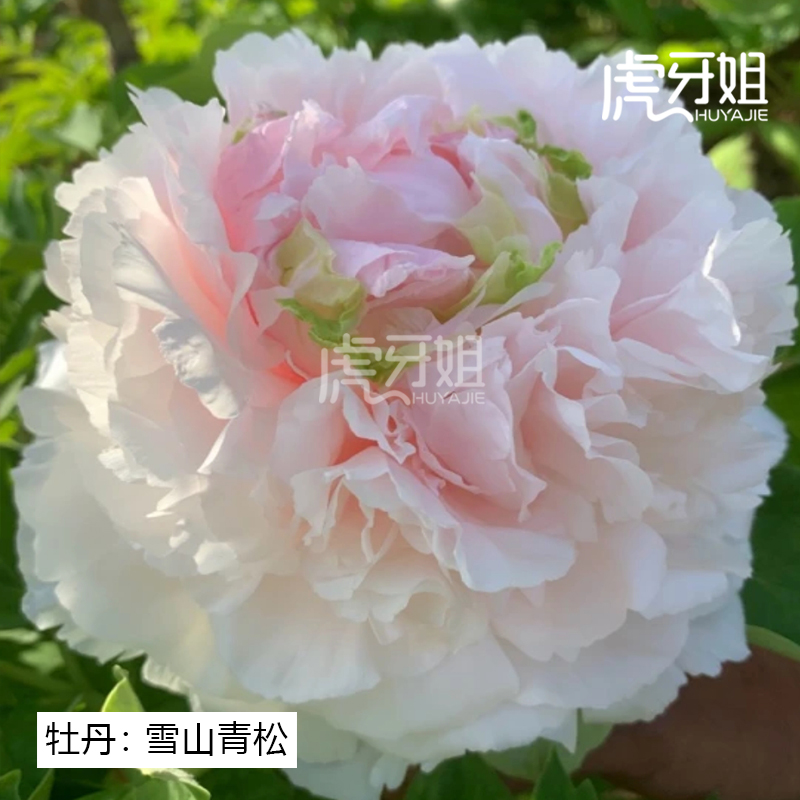 【雪山青松】裸根牡丹包对版-庭院阳台花卉浅粉色重瓣大花