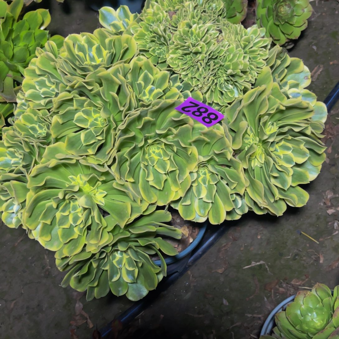 绿豆沙法师14///48包邮偏远除外