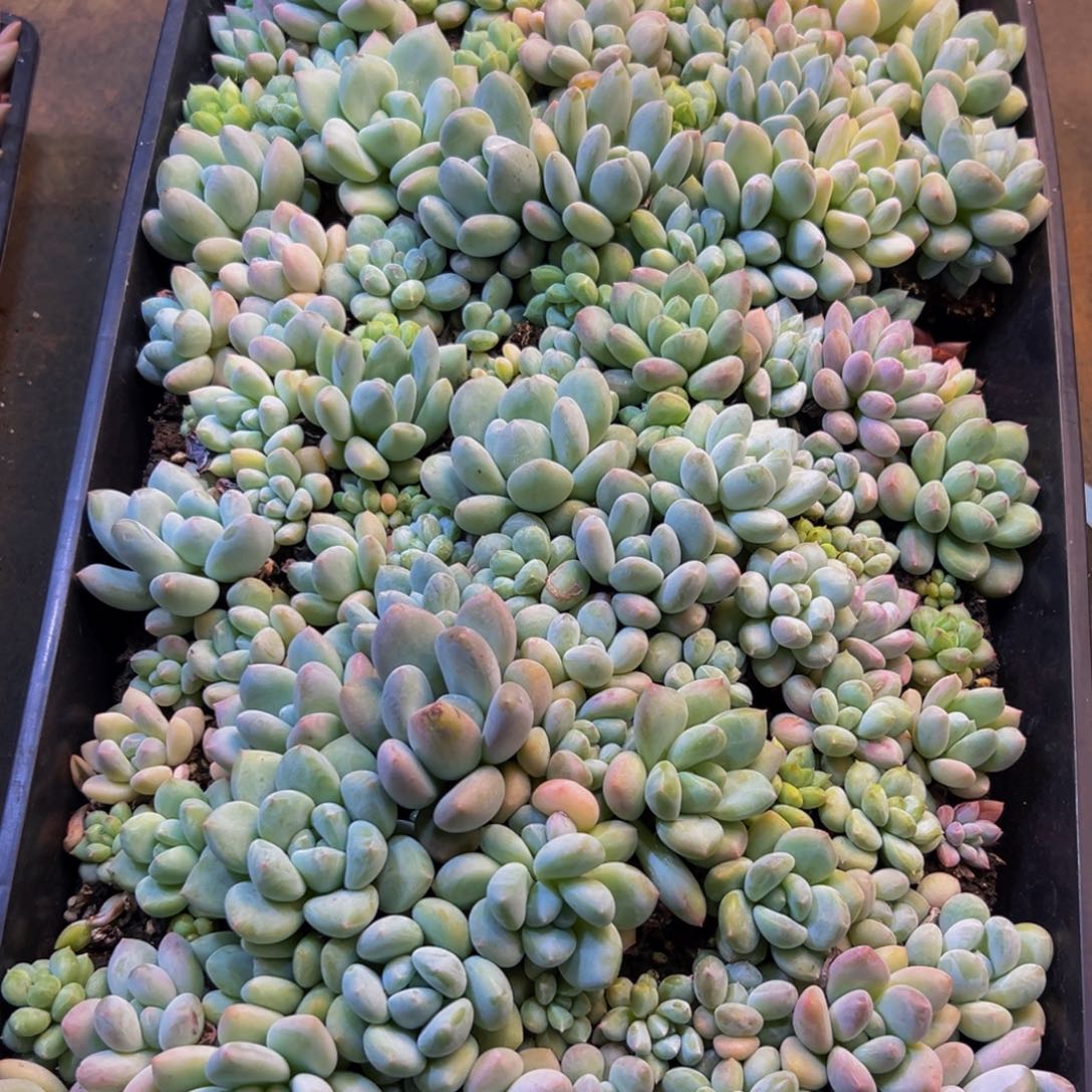 长***懿020多肉植物和植物的