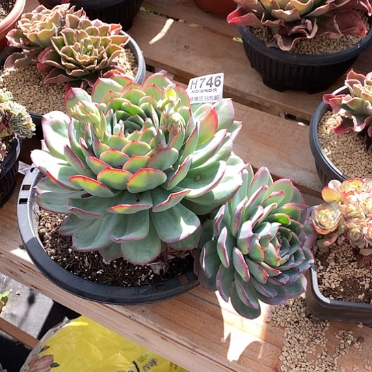 l***,晨露746 亏本处理退款拉黑7-8天发货