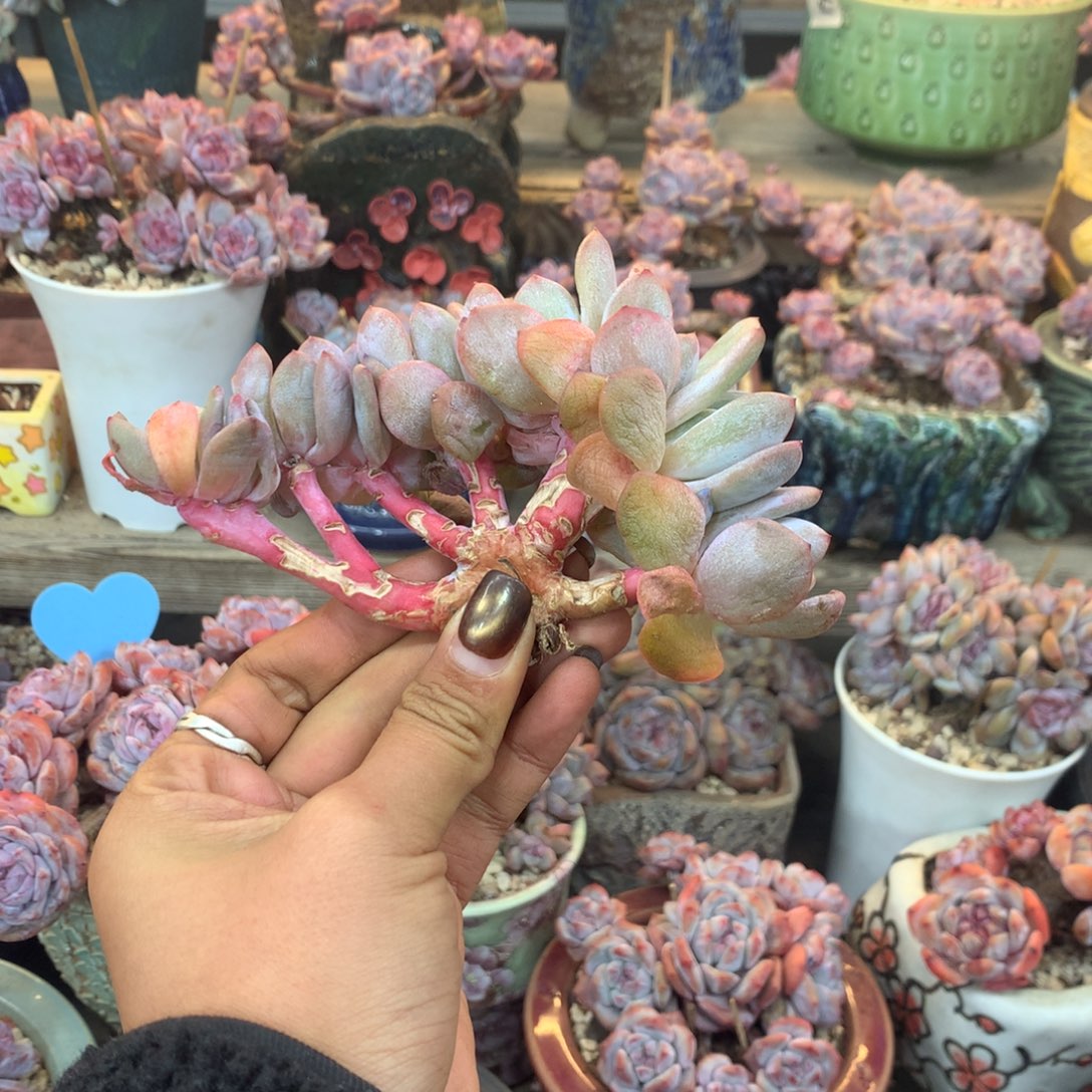 石榴籽小树花花花