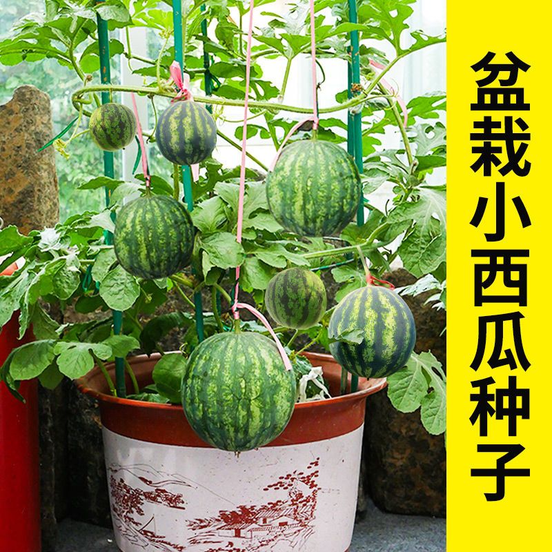 蜂蜜盆栽小西瓜种子春季阳台种植超甜蜜罐家庭简单播种小西瓜种子