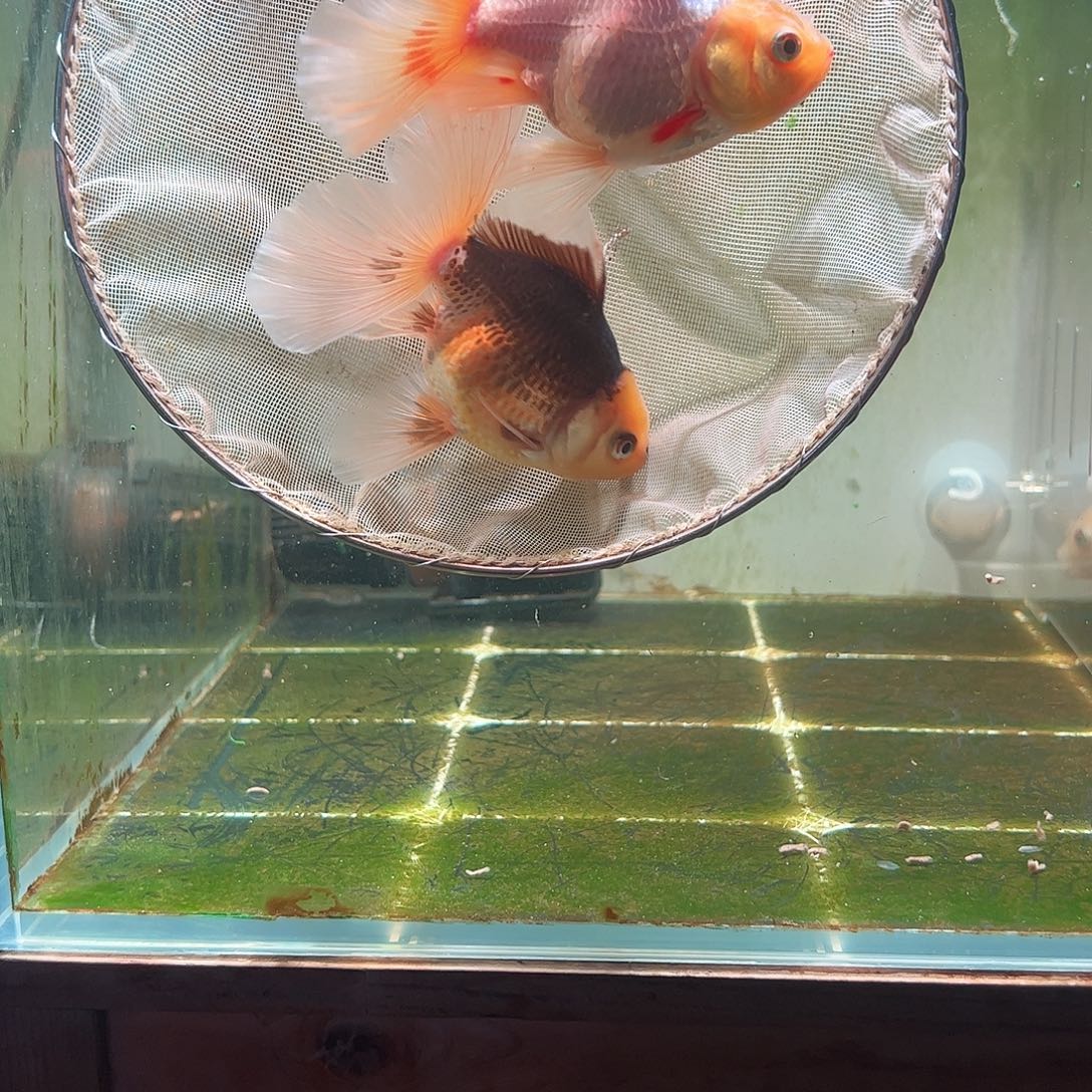 金鱼百褶泰狮亚成22