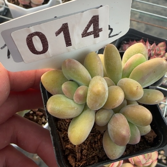 14芒果奶 一物一拍多肉