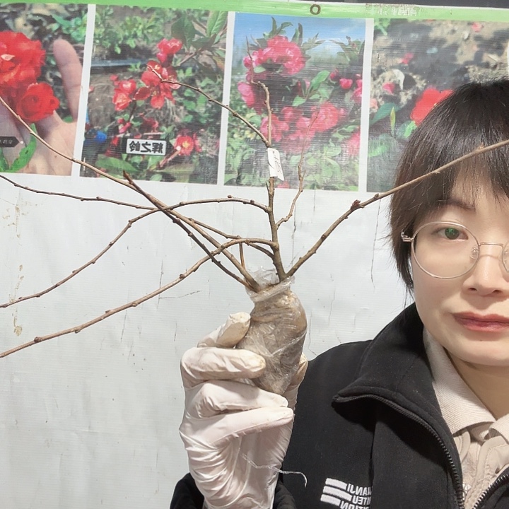 完全开放赤八重牙签苗（另送随机品种一棵