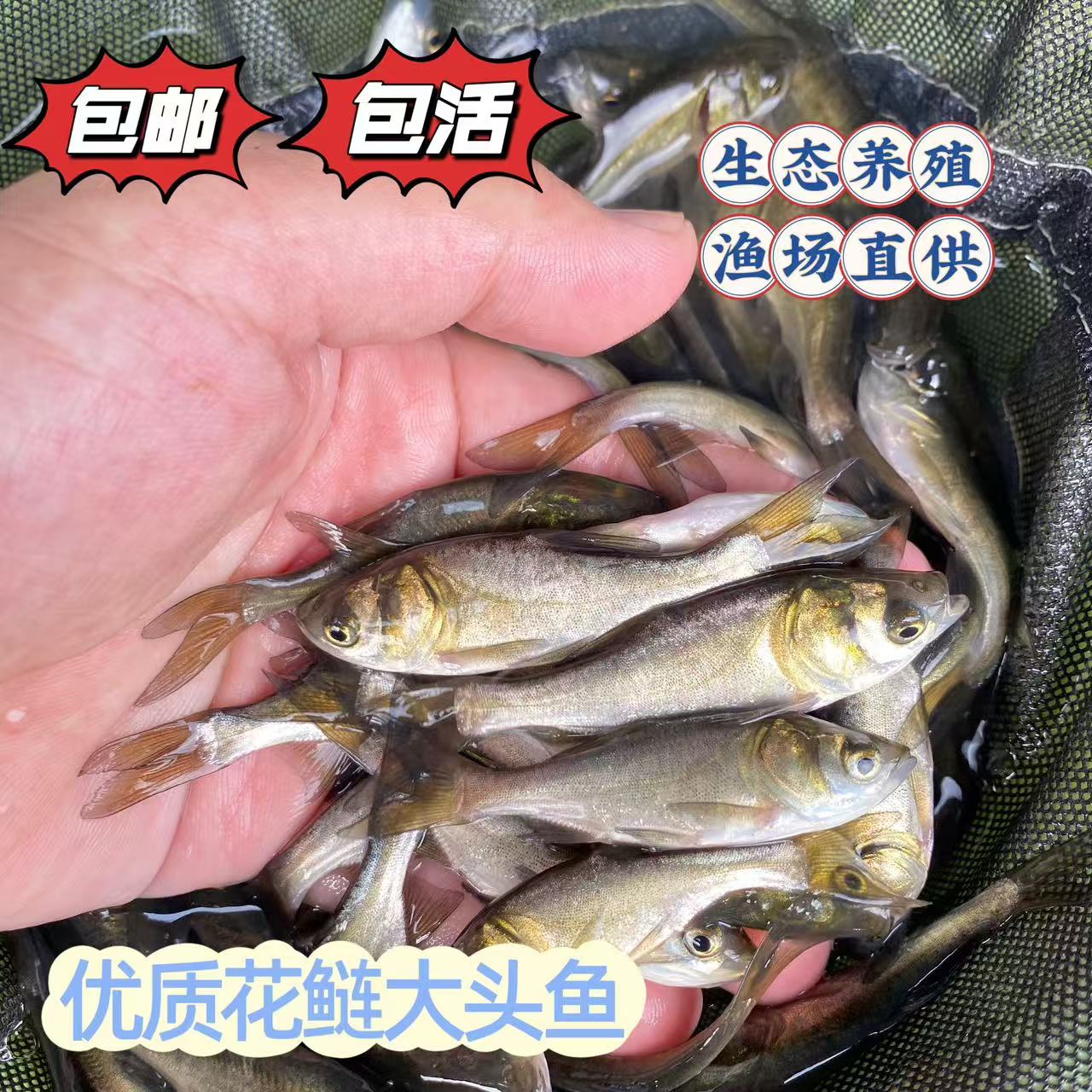 广东佛山花鲢鱼大头鱼饲料淡水养殖包活好养包邮宠物水族活体