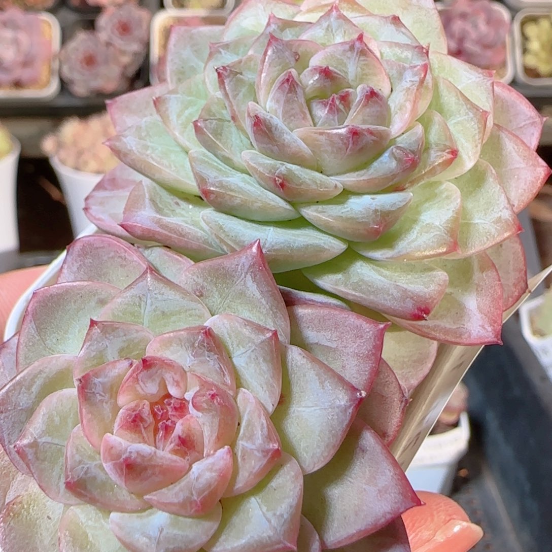 花语多肉1205-427溏心