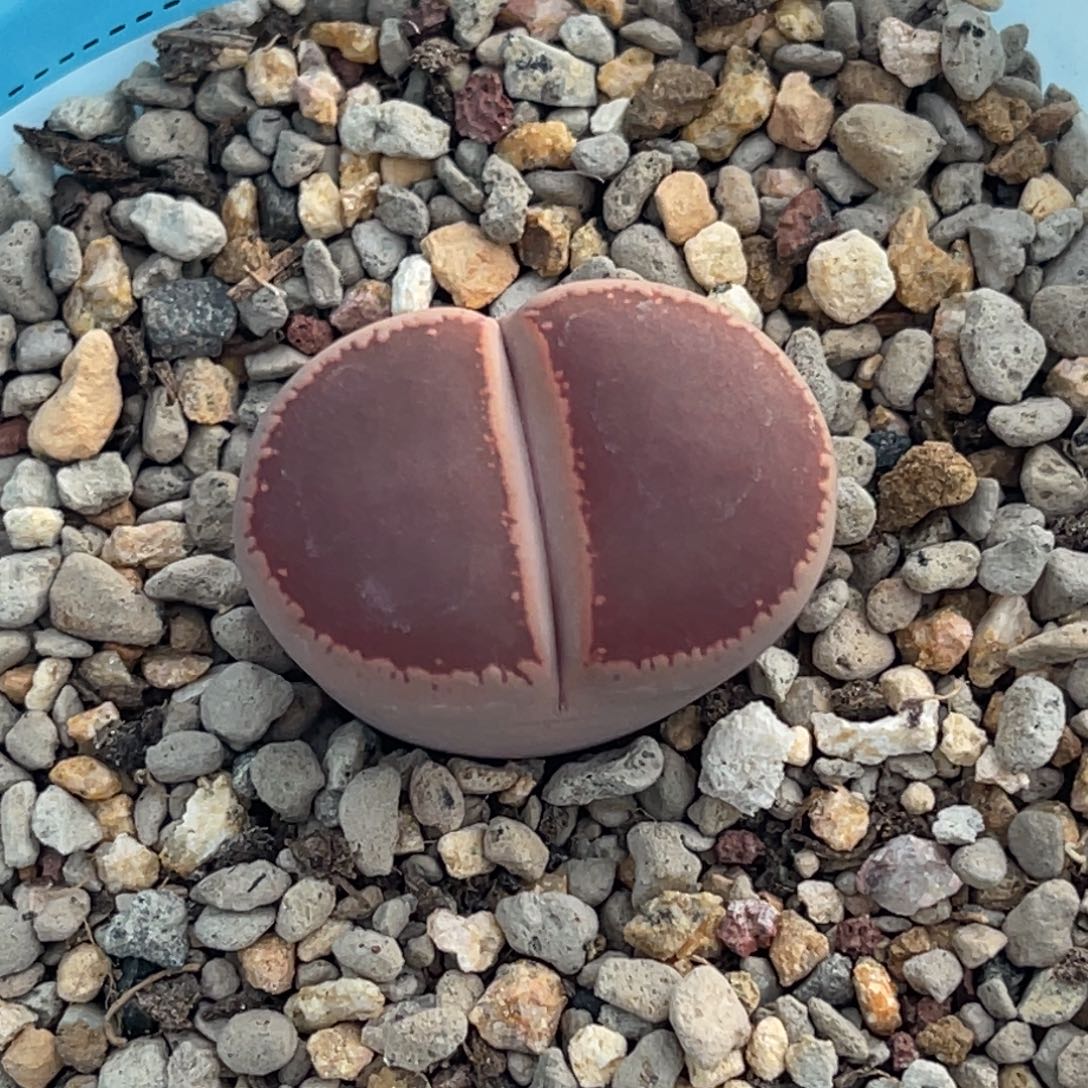 9202比利时ko一颗 