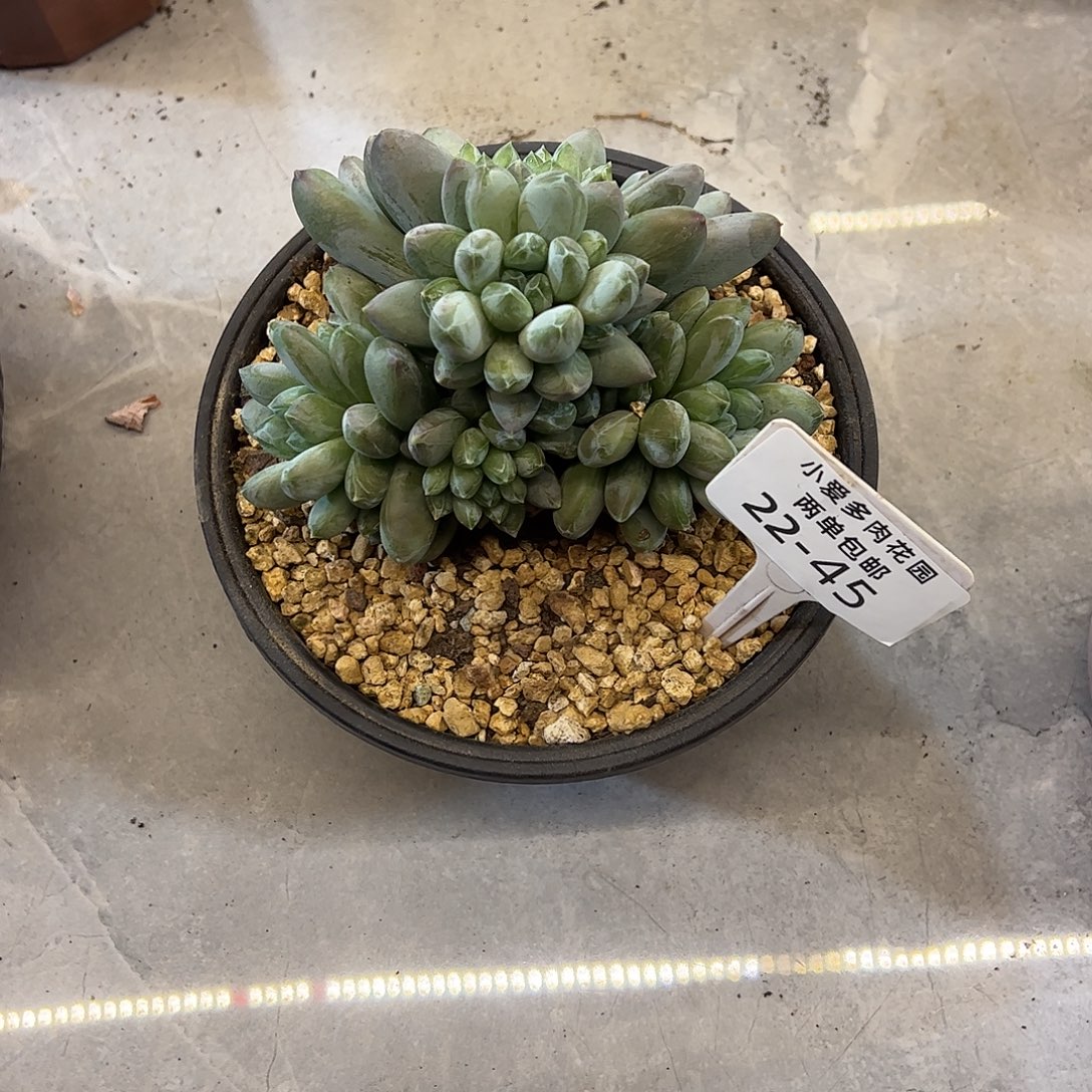 苹***仔多肉植物组合盆栽45