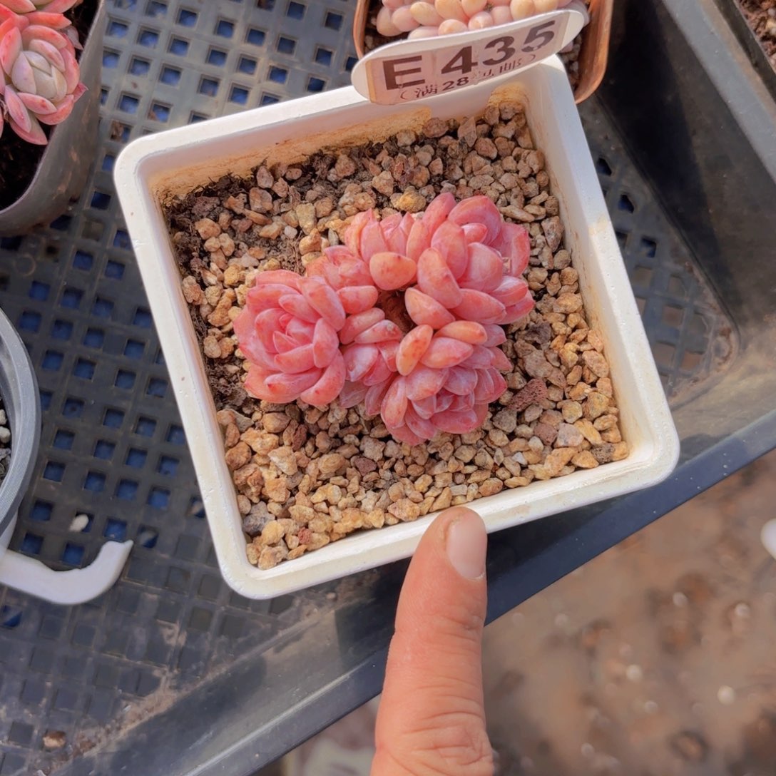 E435星影一物一拍