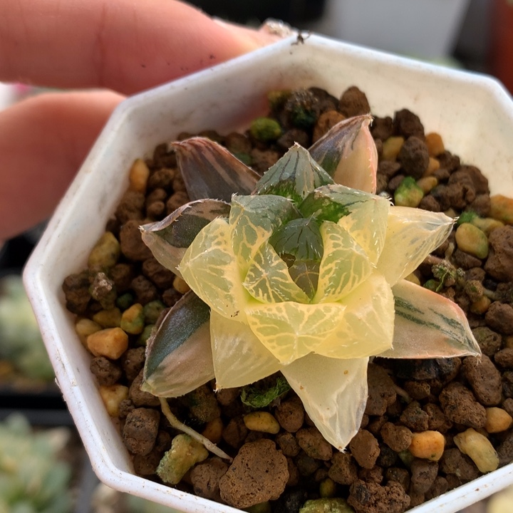 巨大化赤斑玉露锦带盆土发货