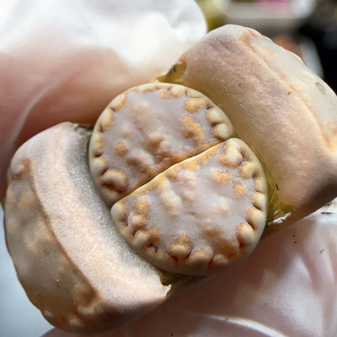 2.23。217饼干。 5003