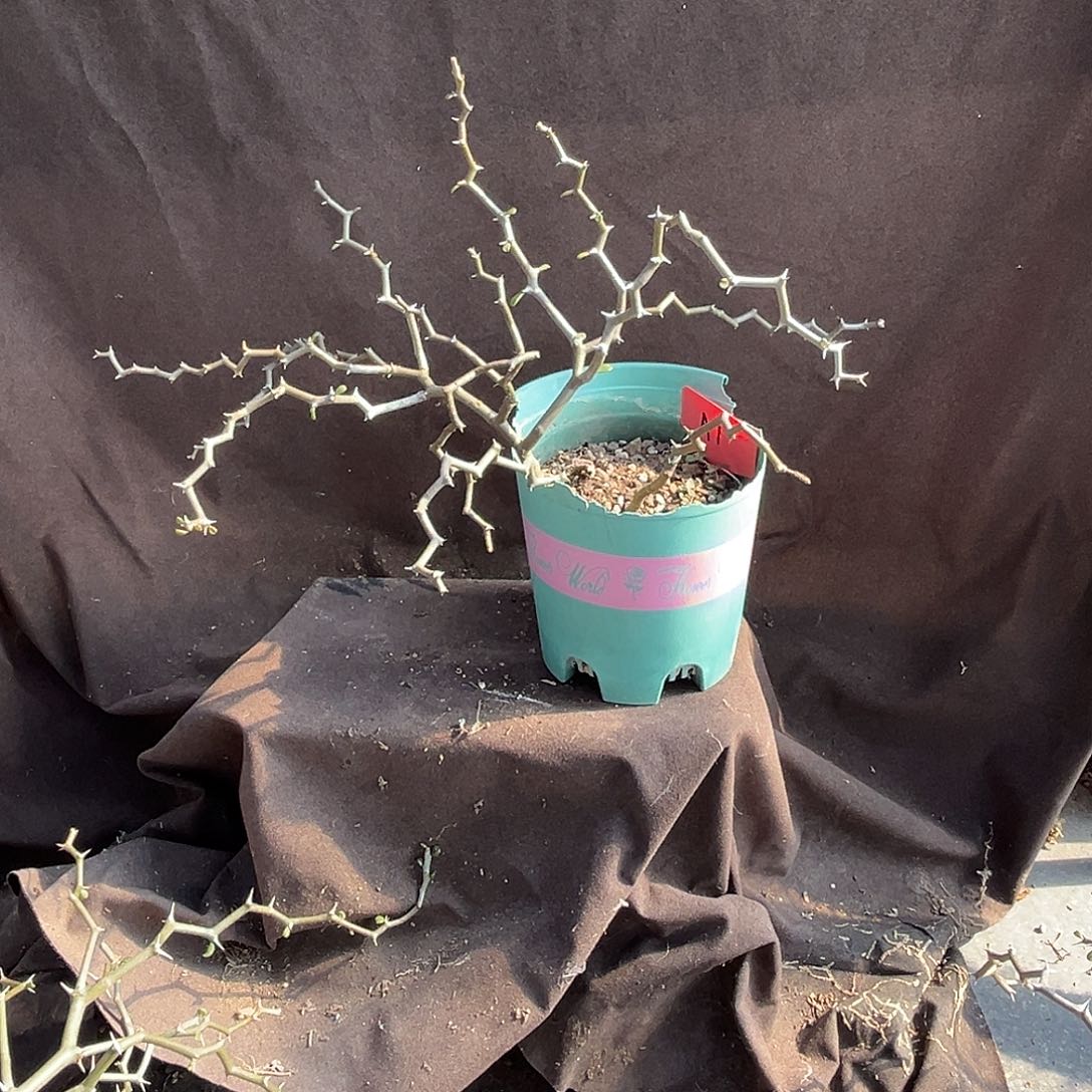 安***宁汤圆植物弯曲龙A1