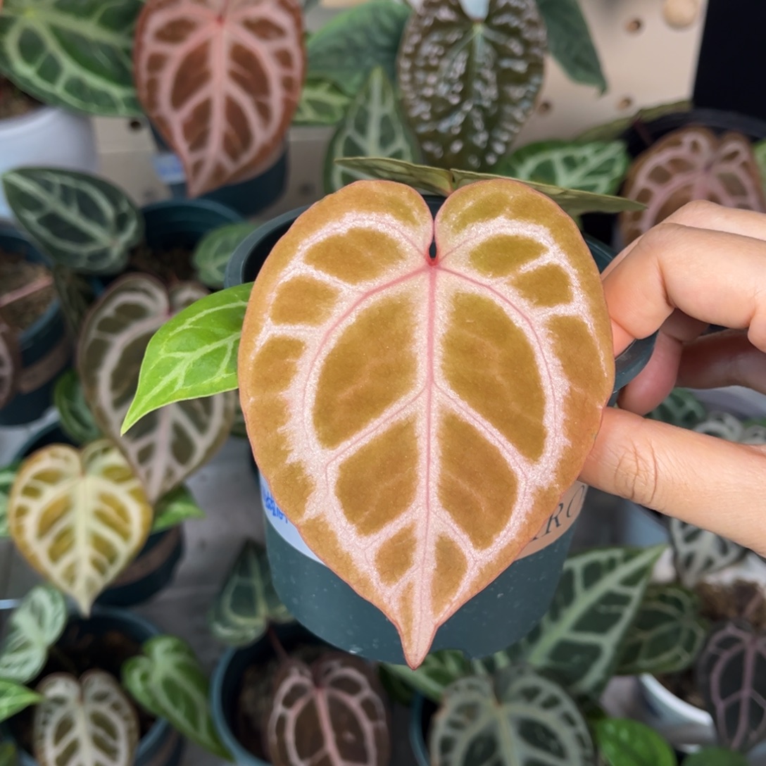 无花朵016 粉嫩甜心