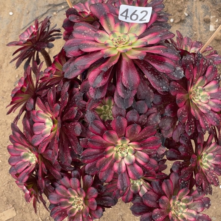 462多肉植物美姬