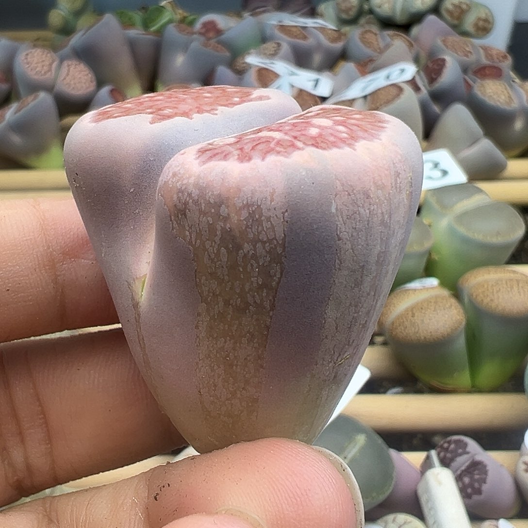 278非常特别的拉丝