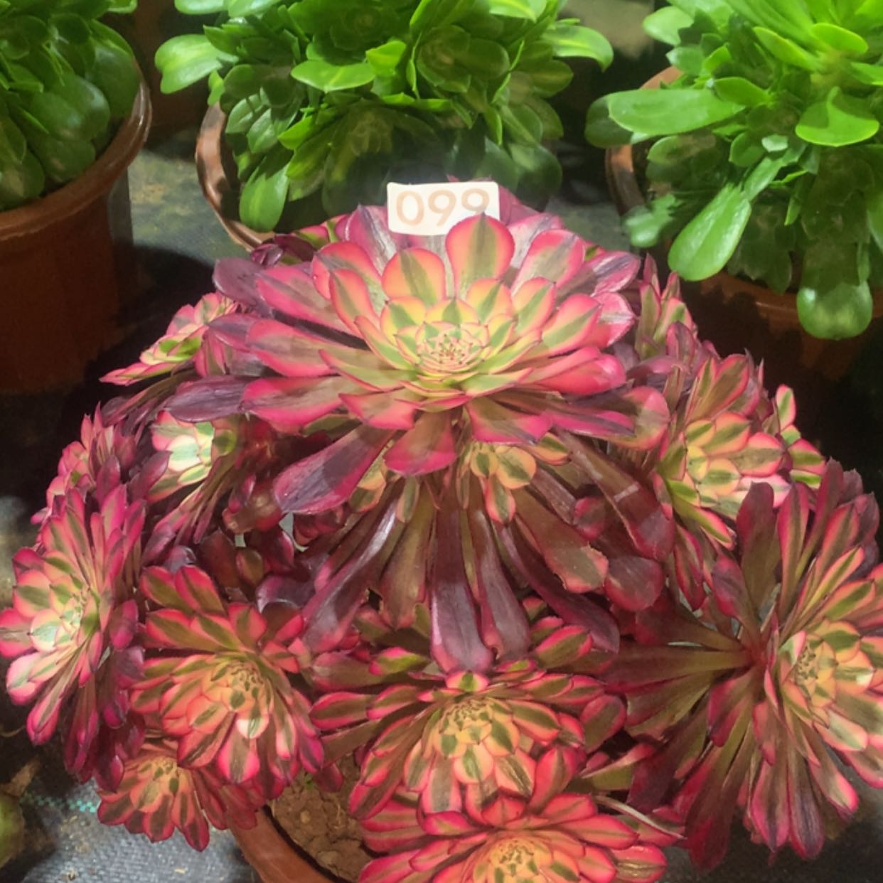 【闪购商品】99红铜白