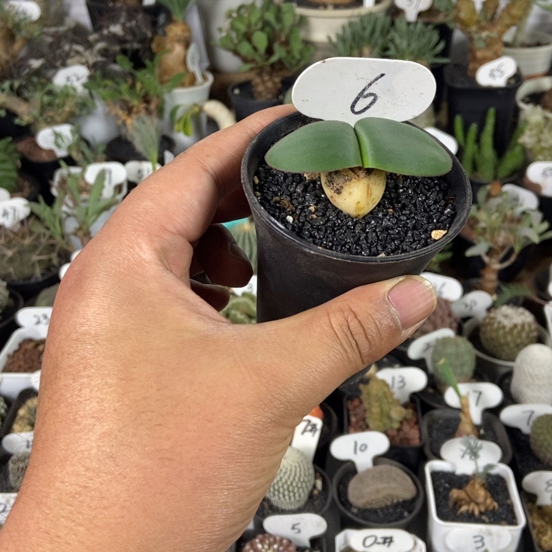 阔叶雪莲一物一拍