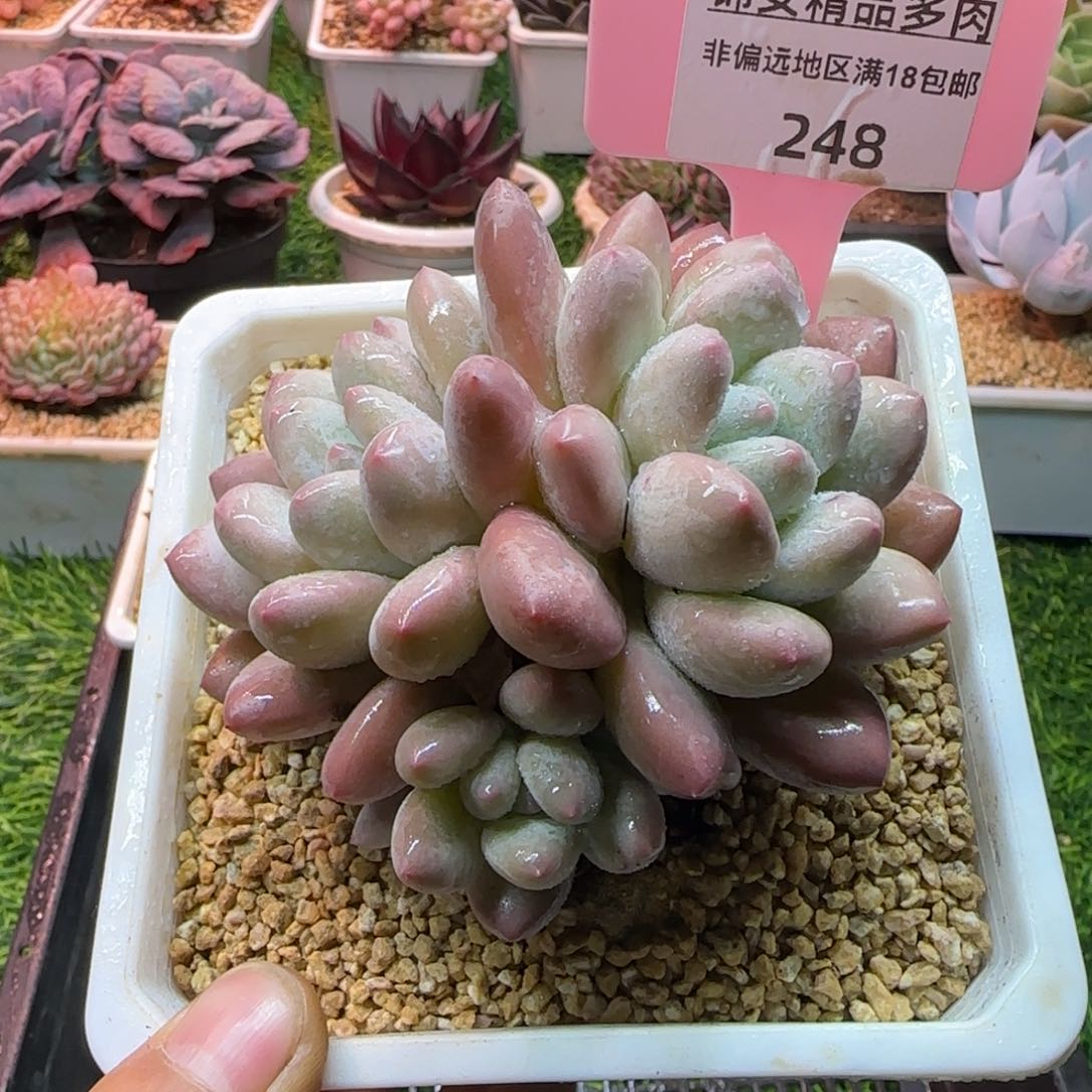 锦安精品多肉编号248