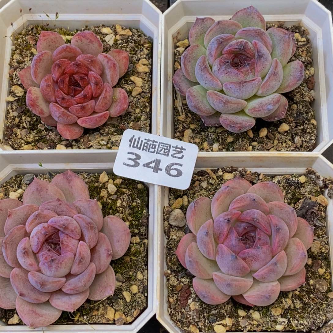 可**冰346多人在一起的时候