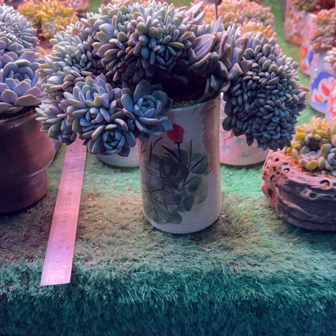 星影缀化树缀无砍多肉