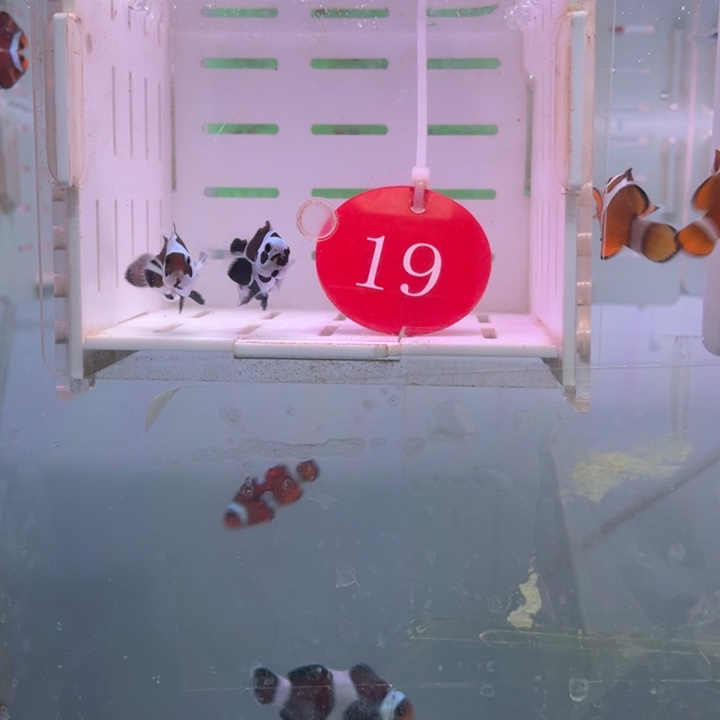 海水鱼精品熊猫2条3-4