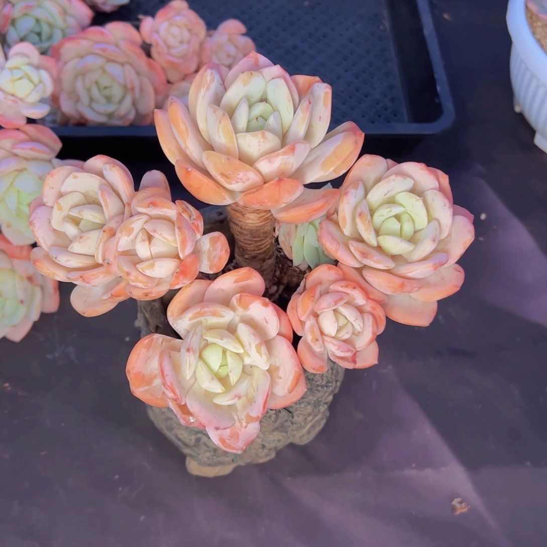 ㅤ****多肉植物保护研究所所长
