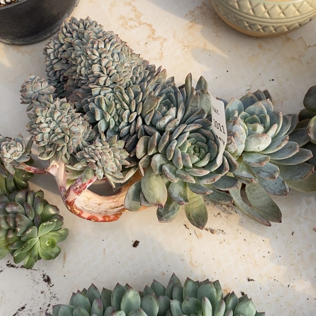 丽***吖冰魄微瑕多肉多肉011