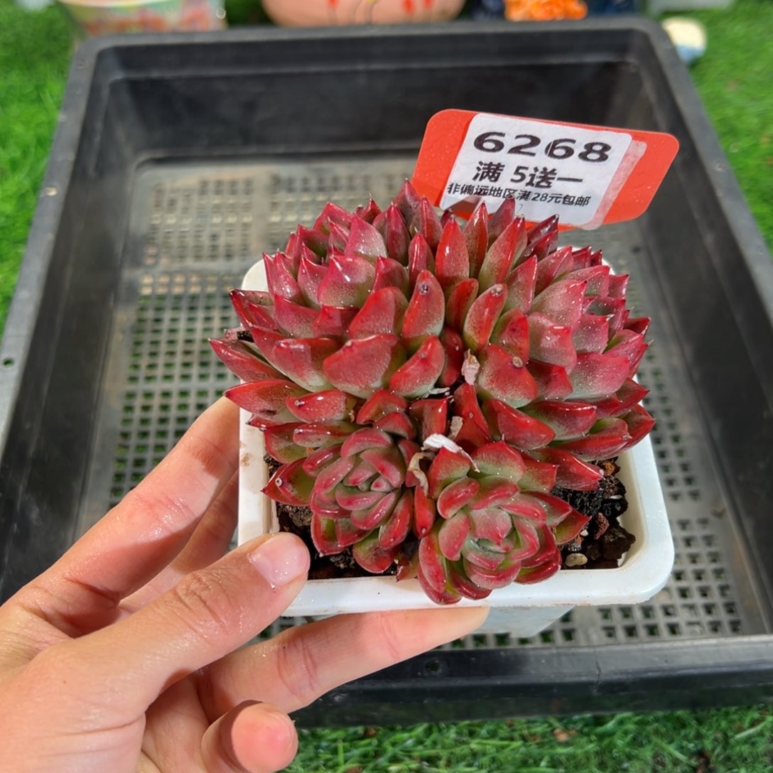 表妹精品多肉6268.