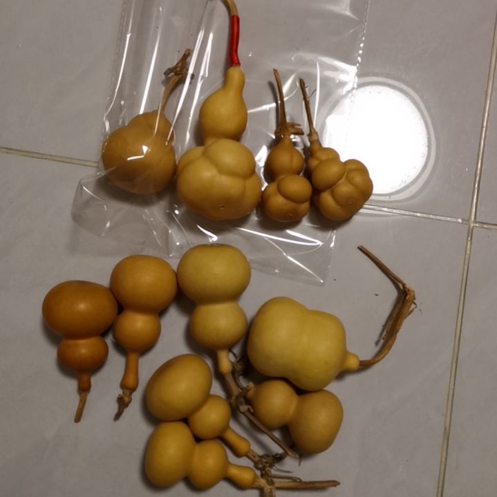 ฅ***ฅ自然葫芦专拍链接