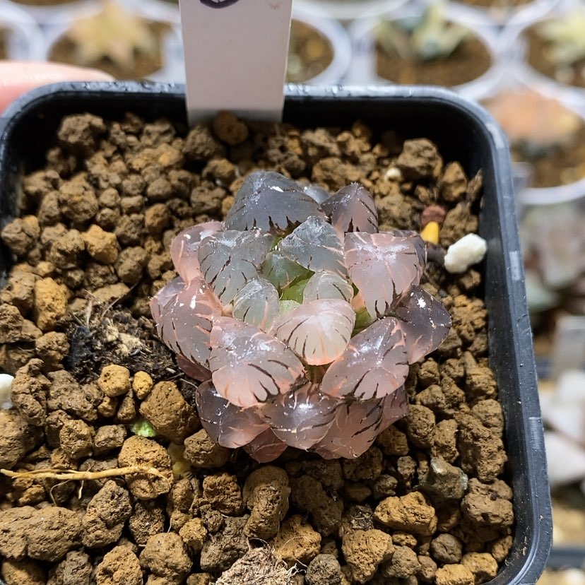 【闪购商品】8潘灯玉露锦