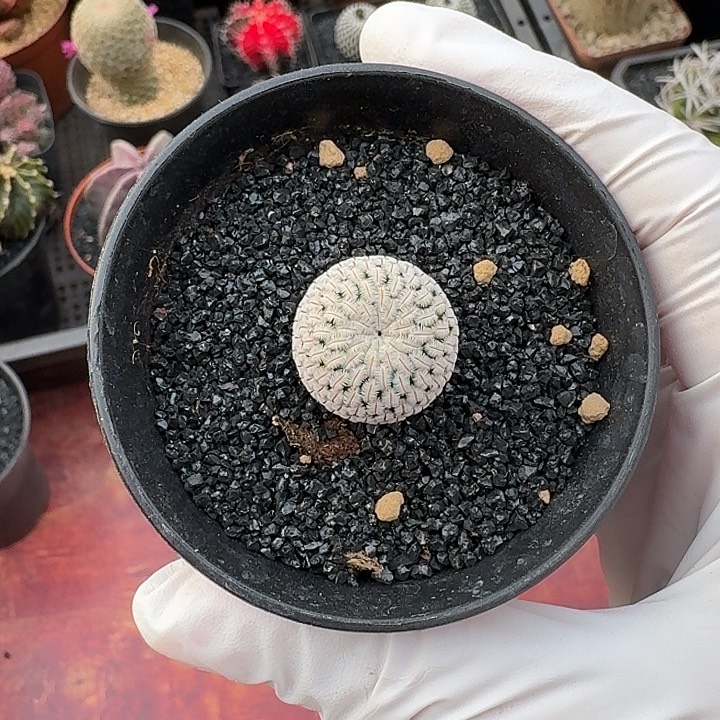 白蝎子仙人球123